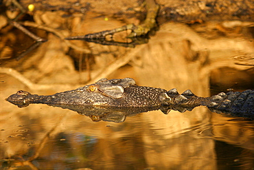 A crocodile in the Yellow River, in the Arnhem Territories, Northern Territories, Australia, Pacific