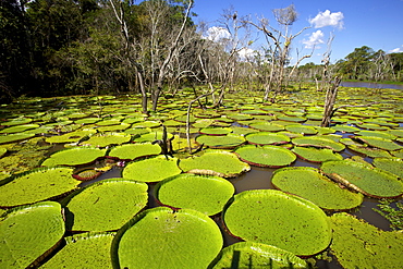 Giant lily leaves and flower in the Amazonian forest, Manaus, Brazil, South America