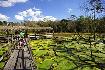 Giant lily leaves and flower in the Amazonian forest, Manaus, Brazil, South America