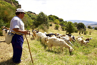 A herdsman with his herd in the landscape around Matera, Basilicata, Italy, Europe