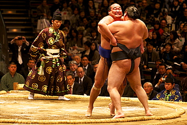 Two sumo wrestlers pushing hard to put their opponent out of the circle, sumo wrestling competition, Tokyo, Japan, Asia