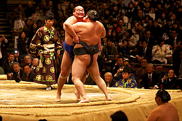 Two sumo wrestlers pushing hard to put their opponent out of the circle, sumo wrestling competition, Tokyo, Japan, Asia