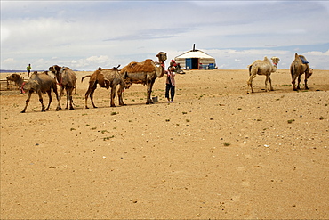 A Mongolian family, yurt and camels in the Gobi desert, Mongolia, Central Asia, Asia