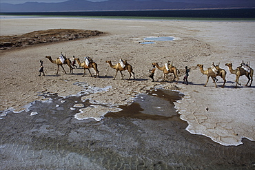 Salt caravan in Djibouti, going from Assal Lake to Ethiopian mountains, Djibouti, Africa 