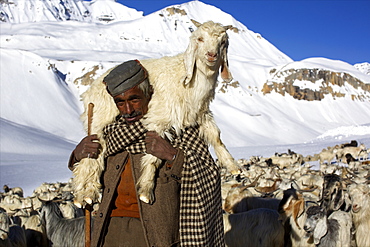 A herdsman and herd at the top of Baralacha pass, Himalaya highway, road from Manali to Leh, India, Asia