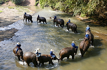 A demonstration at the Elephant training center, close to Chiang Mai, Thailand, Southeast Asia, Asia