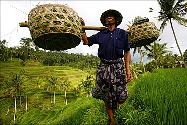 In the rice terraces of Kintamani, Bali, Indonesia, Southeast Asia, Asia