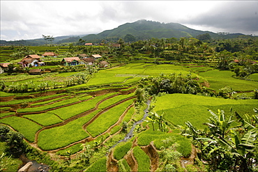 Rice fields in terraces around Bogor, Java, Indonesia, Southeast Asia, Asia