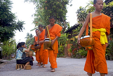 Monks during the dawn procession for food in the streets in Luang Prabang, Laos, Indochina, Southeast Asia, Asia