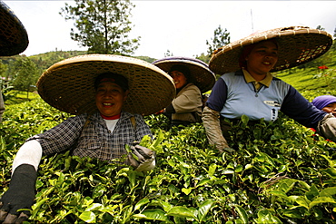 Women working in a tea plantation around Bogor, Java, Indonesia, Southeast Asia, Asia