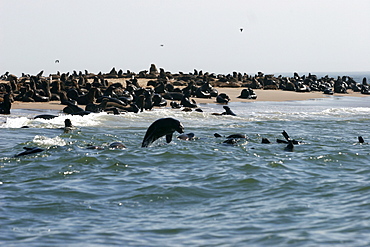 Colonies of sea lions on the beaches in the area of Walvis Bay, near Swakopmund, Skeleton coast, Namibia, Africa