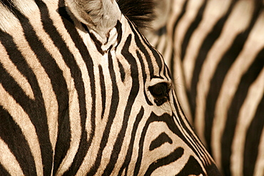 Close-up of zebras in Etosha, Namibia, Africa