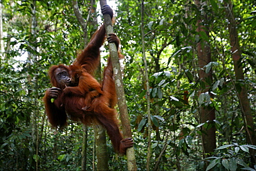 Orang-utans in the Bohorok forest, Bukit Lawang, Sumatra, Indonesia, Southeast Asia, Asia