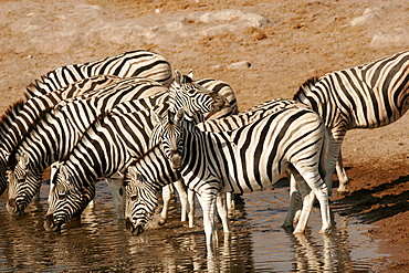 Zebras at a waterhole in Etosha, Namibia, Africa