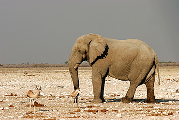 An elephant and two springboks close to a waterhole in Etosha, Namibia, Africa