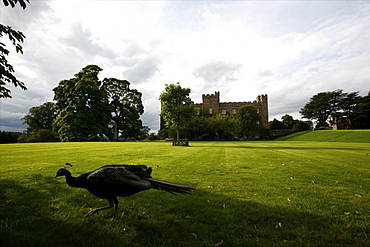 A peacock in the gardens of Scone Palace, Perthshire, Scotland, United Kingdom, Europe