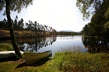 At Rothiemurchus Estate, on the west coast of Scotland, Highlands, United Kingdom, Europe