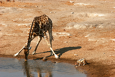 A giraffe and a very small jackal at a waterhole in Etosha, Namibia, Africa