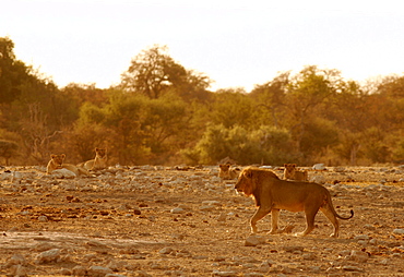 A lion passing in front of some females in Etosha, Namibia, Africa
