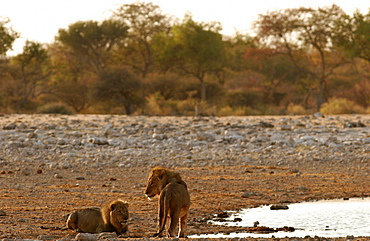 Lions drinking at a waterhole in Etosha, Namibia, Africa