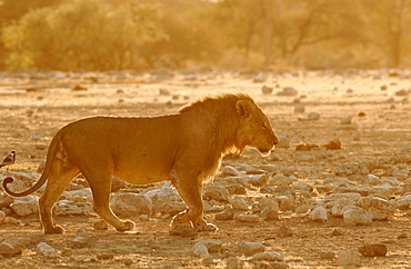 A lion in Etosha National Park, Namibia, Africa