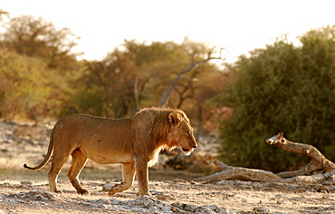 A lion in Etosha National Park, Namibia, Africa