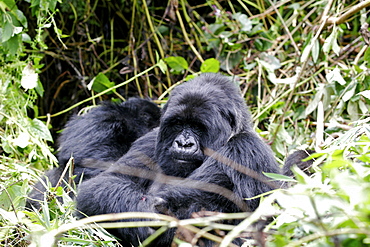 Mountain gorillas in the Virunga Mountains, Parc National des Volcans on the border of Congo, Uganda and Rwanda, Rwanda, Africa