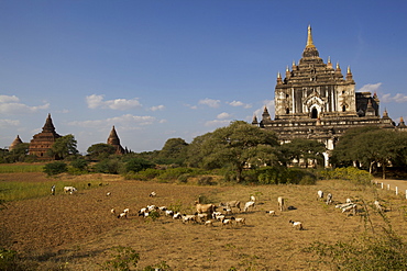 Gawdawpalin temple on the Bagan plain, Myanmar (Burma), Asia