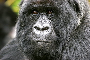 Male mountain gorilla in the Bwindi Forest on the border with Rwanda, UNESCO World Heritage Site, Uganda, Africa