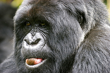 Male mountain gorilla in the Bwindi Forest close to the border with Rwanda and Congo, UNESCO World Heritage Site, Uganda, Africa