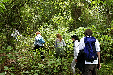 A small group tracking gorillas inb the forest in the Virunga mountains, from the small village of Ruhengeri, Rwanda, Africa