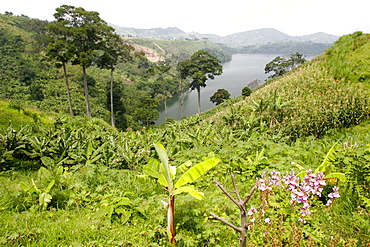 Crater Lake of Bunyaruguru with eucalyptus and sequoias, close to the area of Queen Elizabeth National Park, Uganda, East Africa, Africa