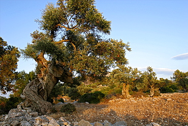 Centenarian olive trees on Zakinthos, Ionian Islands, Greek Islands, Greece, Europe