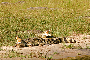 Nile crocodiles on the edge of the Nile River around Murchison Falls, Uganda, East Africa, Africa