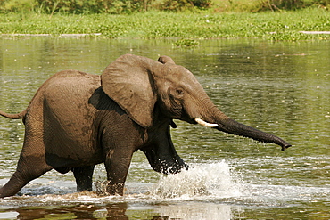 An elephant having a bath in the Nile river, around Murchison Falls, Murchison Falls National Park, Uganda, East Africa, Africa