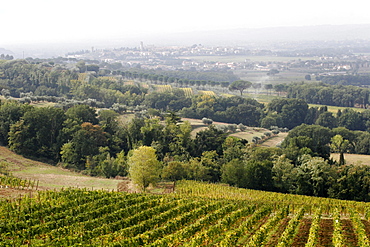 Vineyards in the landscape around Perugia, in the small village of Borgo Brufa, Umbria, Italy, Europe