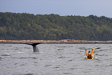 A blue whale diving deep after feeding, watched by kayakist Mathieu Hersberger, on the St. Lawrence River, close to Les Bergeronnes, Quebec, Canada, North America