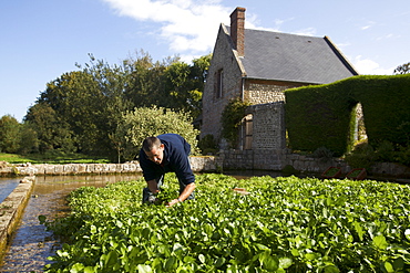 Watercress fields in Veules-les-Roses, Seine Maritime, Normandy, France, Europe