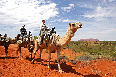 Riding camels in the Uluru National Park (Ayers Rock), Red Center, Northern Territories, Australia, Pacific