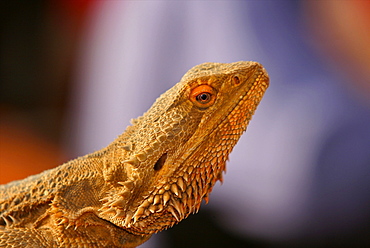 A sand lizard on the ground of Uluru, Red center, Northern Territories, Australia, Pacific