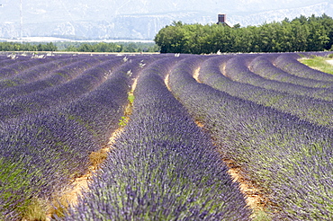 Lavender field, Provence, France, Europe