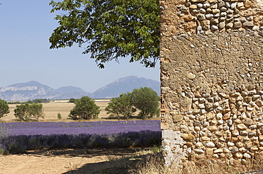 Lavender fields and rustic wall, Provence, France, Europe