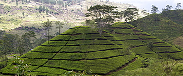 Norwood Tea Plantation, Bogawantalawa Valley, Sri Lanka, Asia