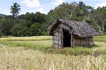 Shelter woven from leaves used by farmers at night as a base to frighten away marauding animals plundering the crops, Sri Lanka, Asia