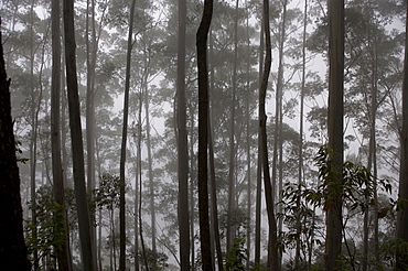 Silhouettes of tall trunks in Sri Lankan hill country, Sri Lanka, Asia