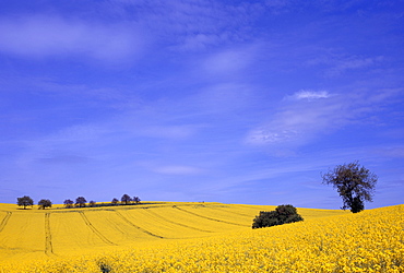 Munstermaifeld, Rheinland-Pfalz, Germany, Europe