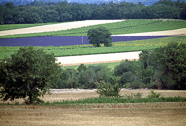 Landscape, Tricastin, Provence, France, Europe