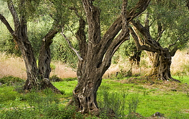 Olive grove, Corfu, Ionian Islands, Greek Islands, Greece, Europe