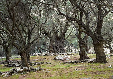 Olive grove, Corfu, Ionian Islands, Greek Islands, Greece, Europe