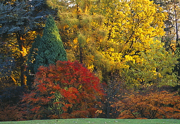 Acer Palmatum and trees in autumn colours, Batsford Arboretum, Gloucestershire, England, United Kingdom, Europe